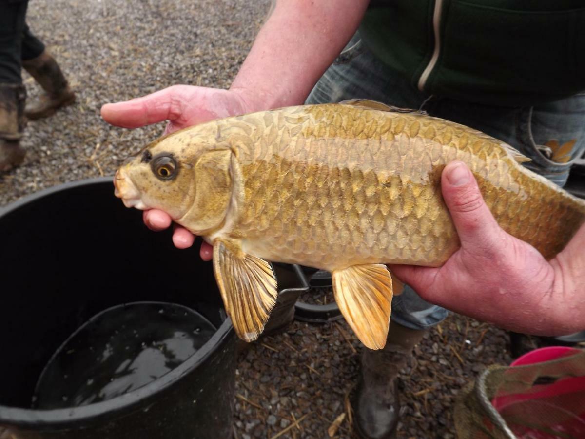 Вилла Marsh Water Ponds Fishery Kidwelly Экстерьер фото